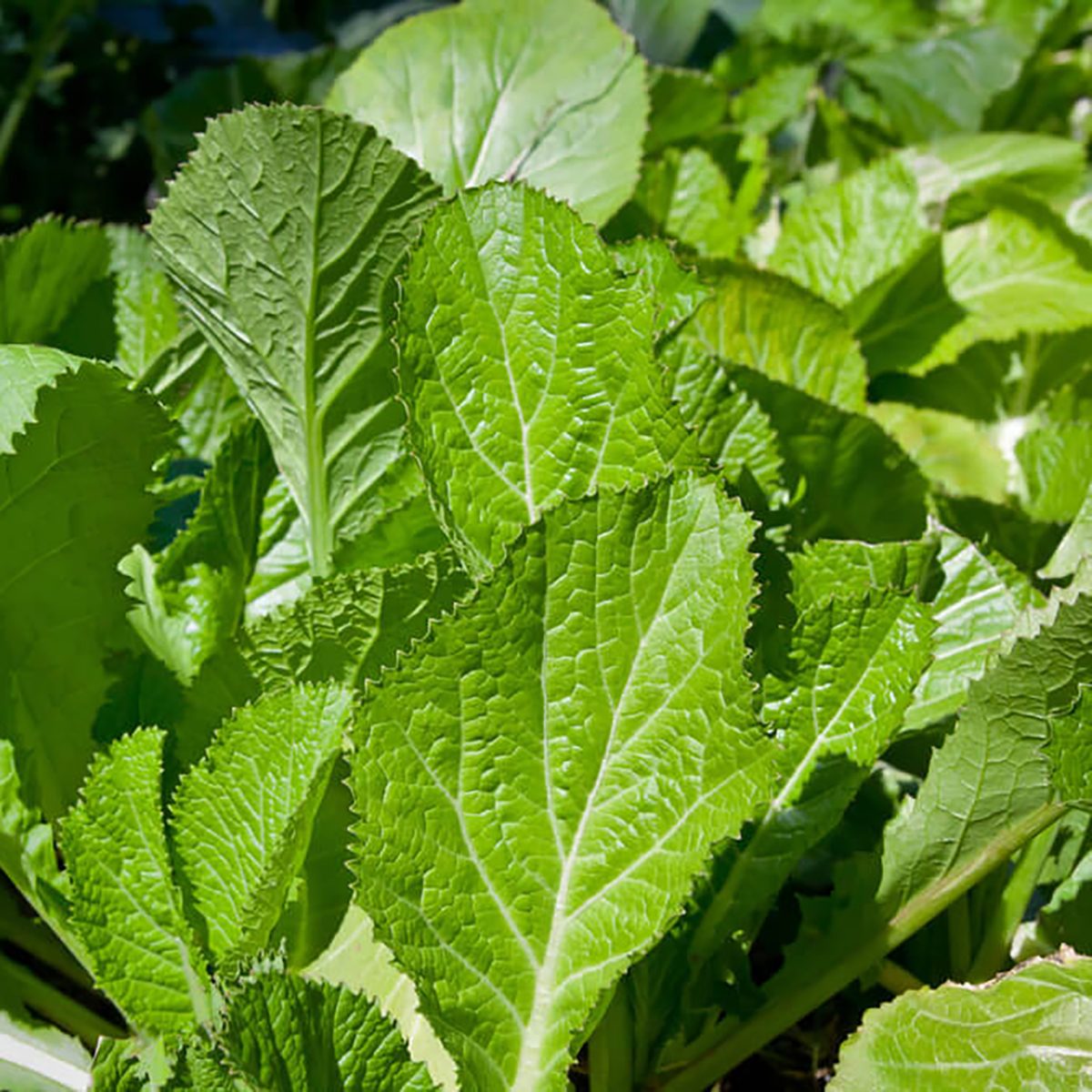 most sour foods