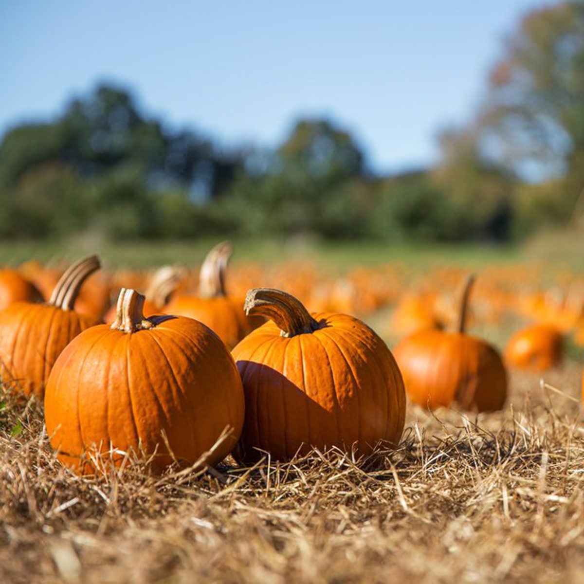 Pumpkin patch
