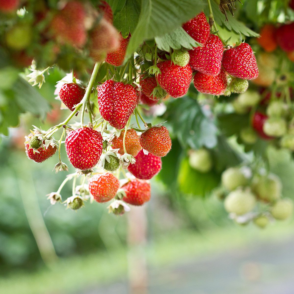 Strawberry in the farm.Strawberries