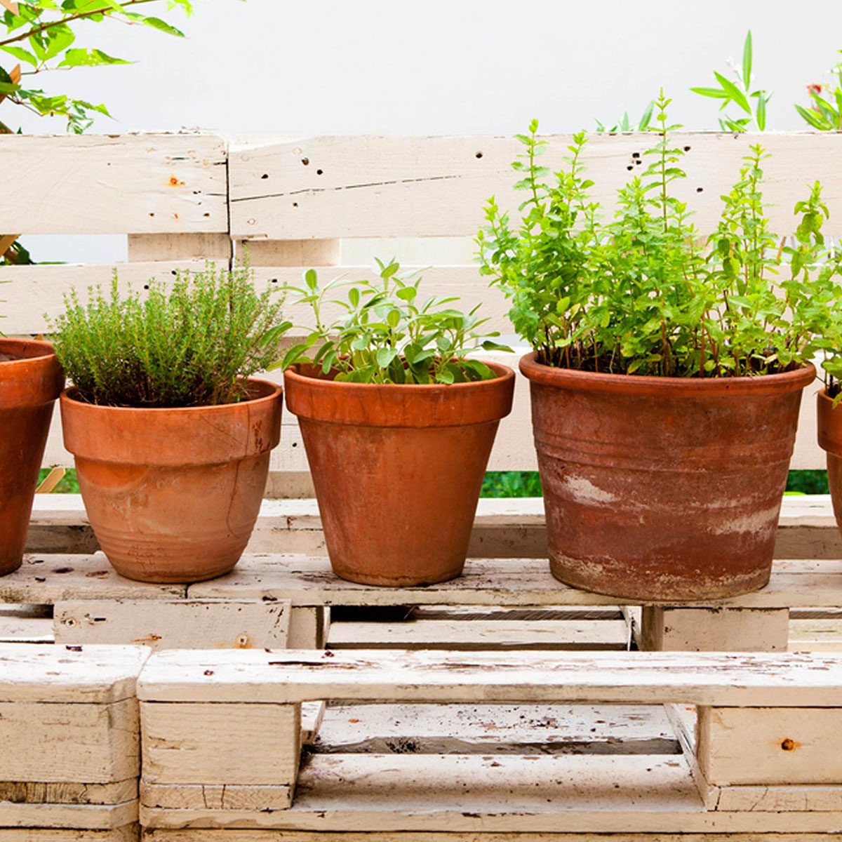 Potted plants
