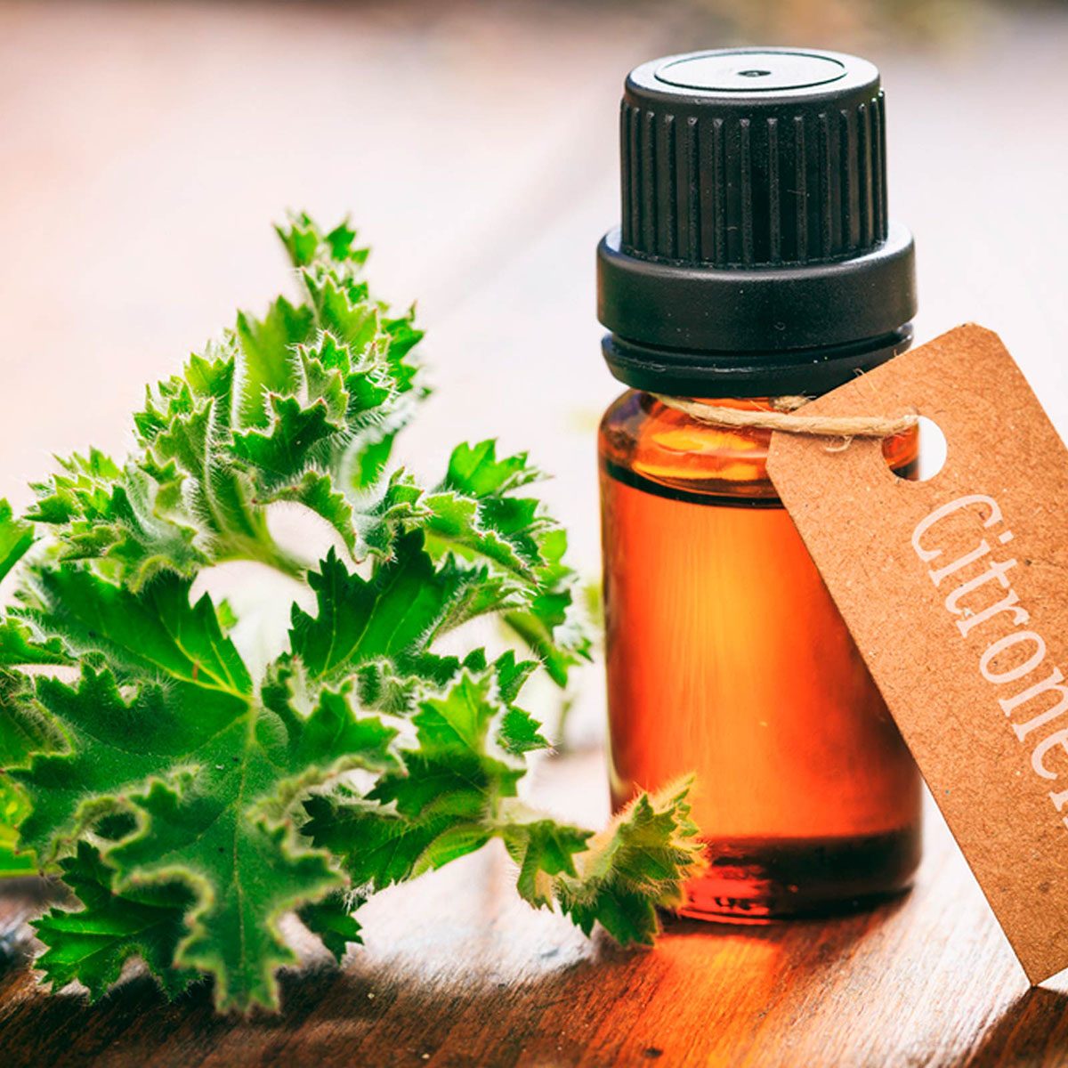 Citronella