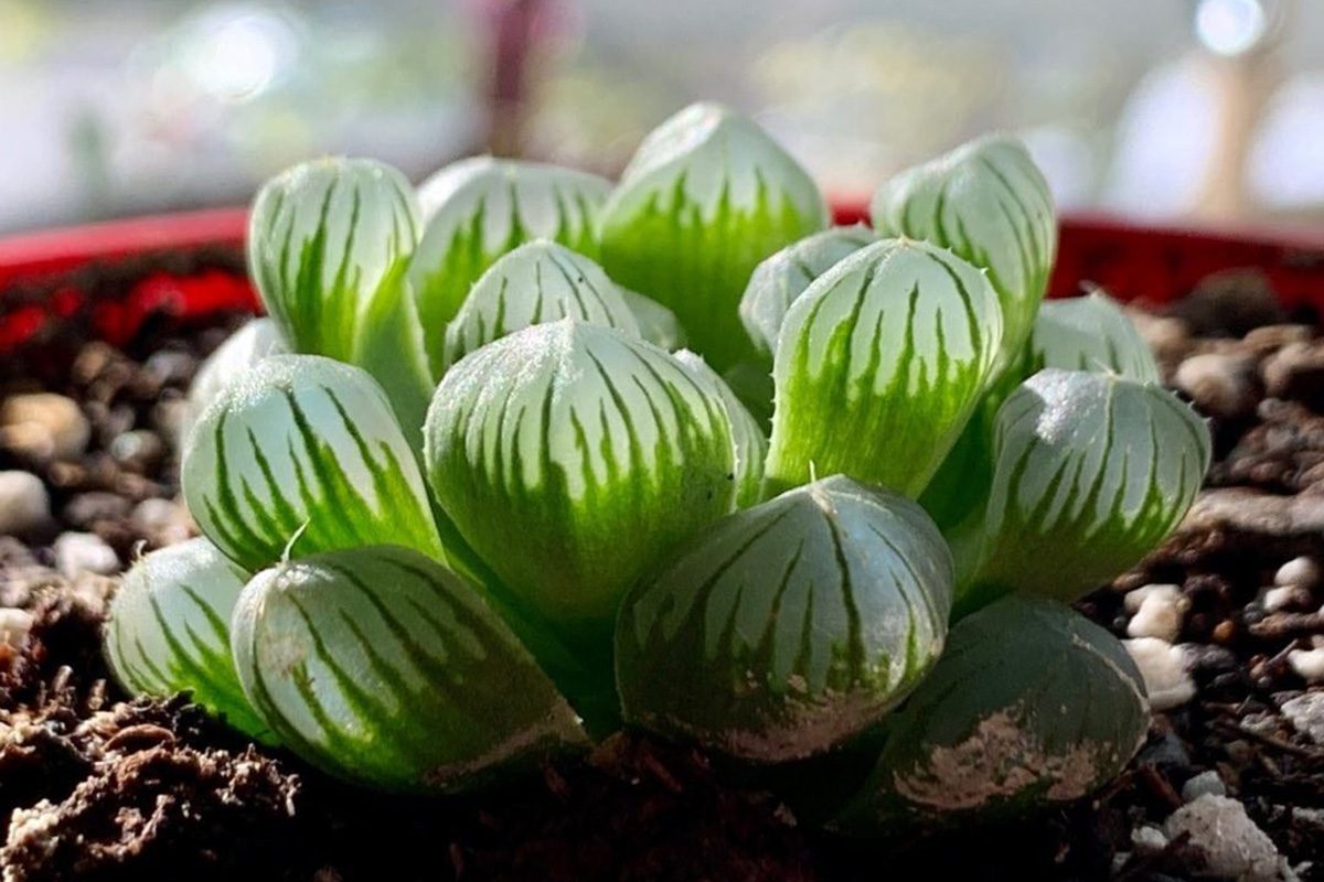 This Clear Succulent Looks Exactly Like Raindrops—Here’s Where You Can Get One