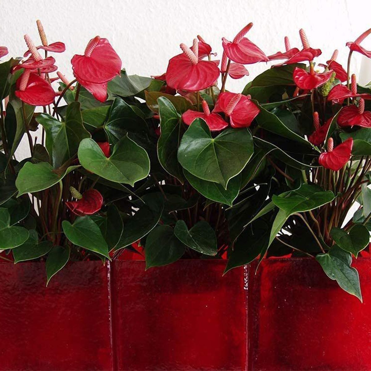 flamingo flower