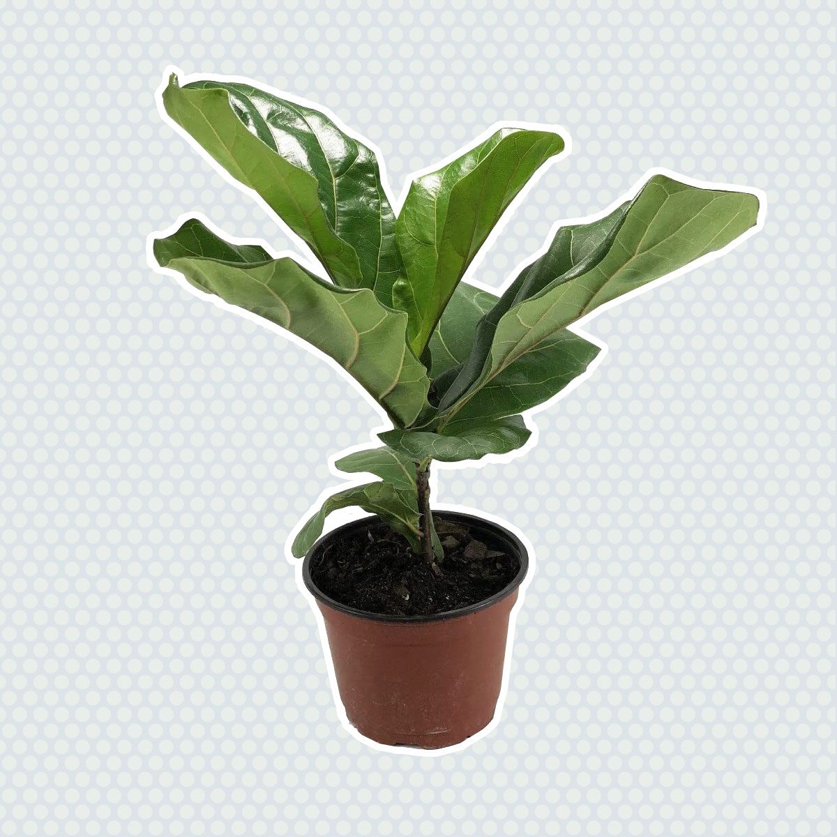 fiddleleaf fig tree