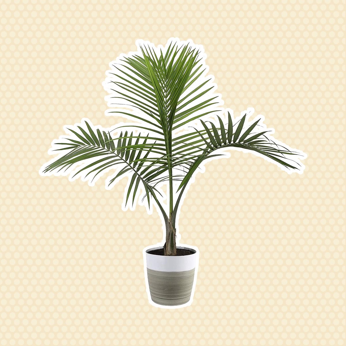 majesty palm tree