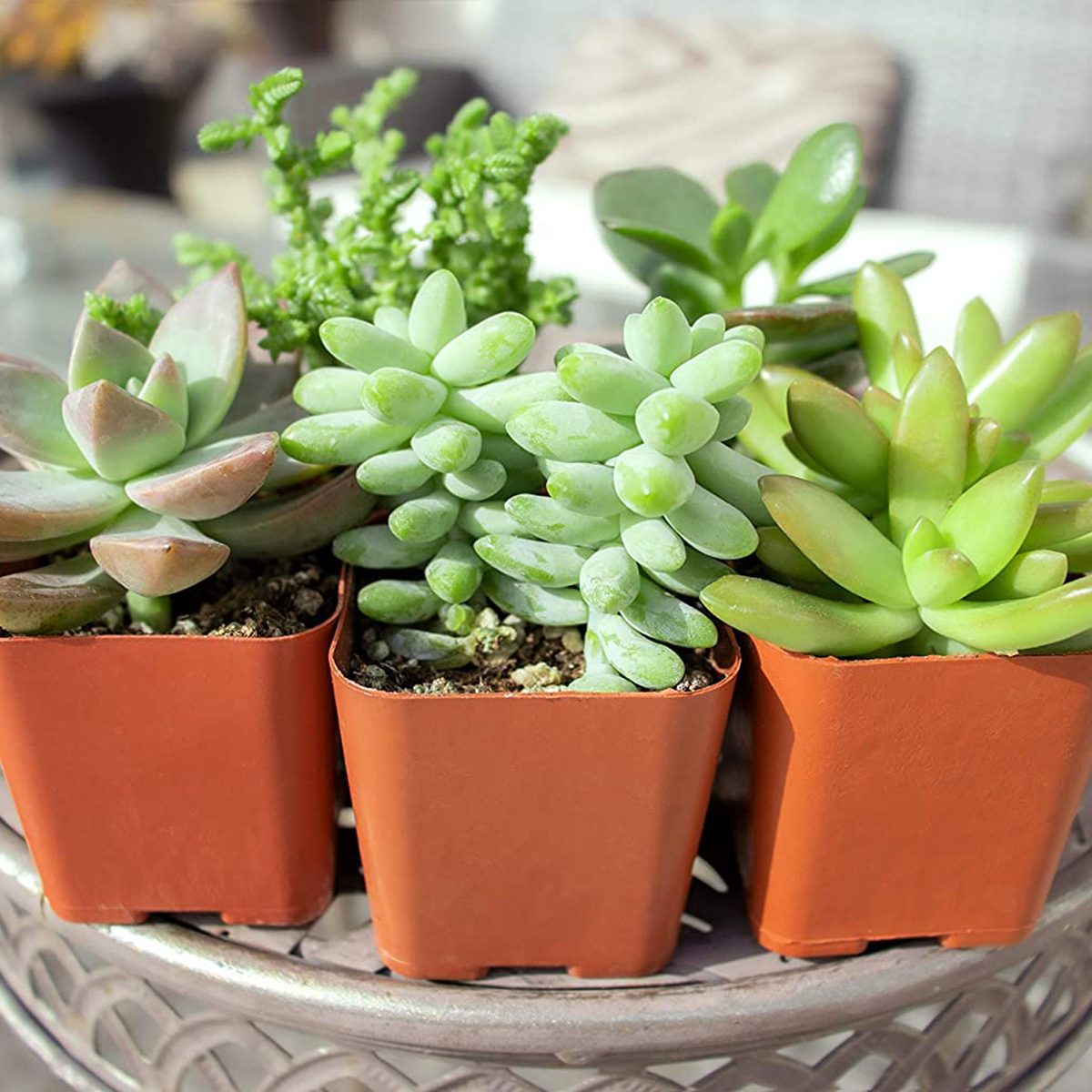 Succulents