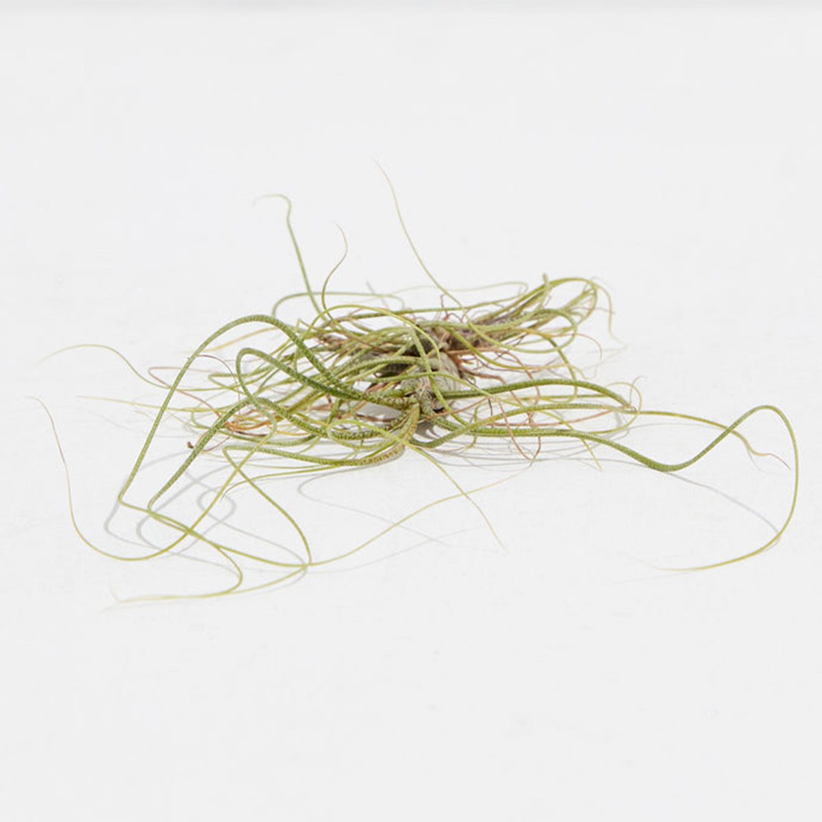 Tillandsia Butzii