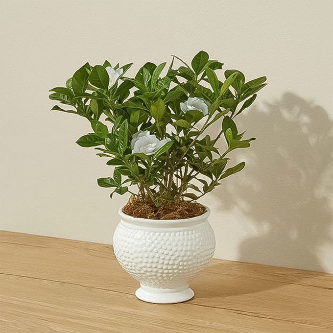 Bouqs Gardenia Blossom
